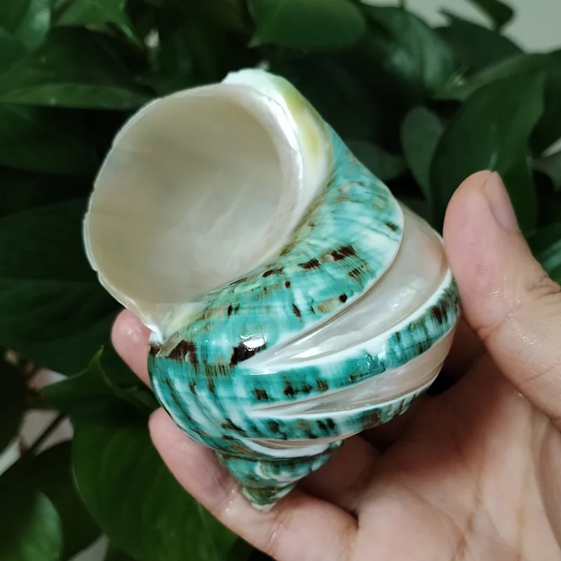 9-11cm Natural Large Hermit Crab Shells Real Banded Green Blue Gade Turbo Collection Coastal Home Decor Accent and Vase Filler 240907