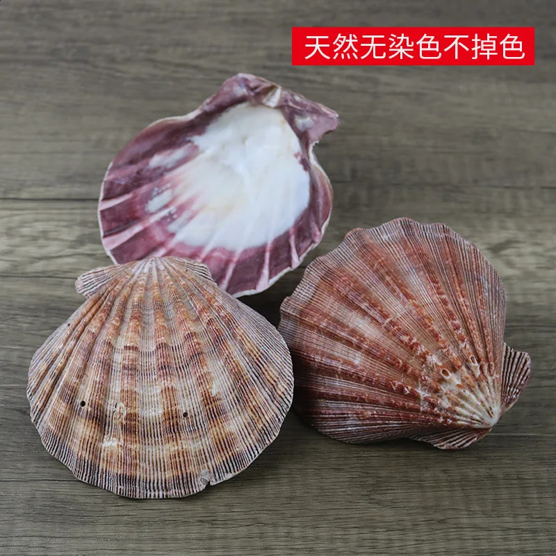 Large Lions Paw Scallop Baking Shells for Crafts DIY Painting Beaching Wedding Decoration Beach Natural Scallop Shells Bulk 240907
