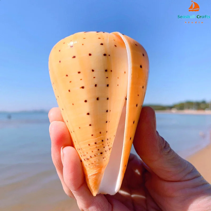 Natural Leopard Cone Big Alaphbet Cone Shell Lithoconus leopardus Real Black Spot Shape Sea Shells for Nautical Home Decoration 240907