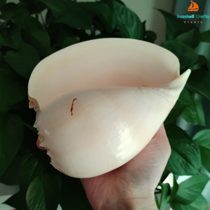 17-22cm Natural Conch Shell Large Yellow Melon Shells Aquarium Decoration Landscaping Succulent Flowerpot Creative Ornaments 240907