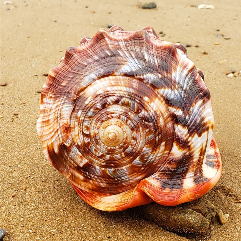 12-17CM Natural Orange Sea Shells Snail Bulls-mouth Helmet Conch Home Decor Beach Decorations Collectibles Aquarium Landscape 240907