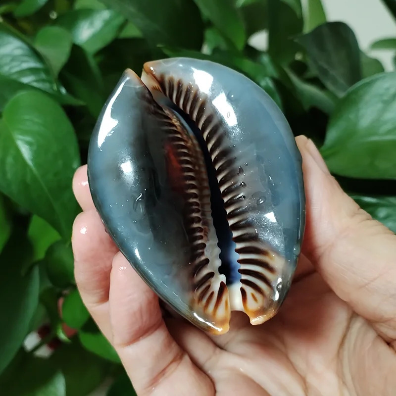 Set of 2 Humpback Cowrie Seashells Natural Polished Cypraea Mauritiana Chocolate Shell Beach Decor Coastal Cottage Kids Crafts 240907
