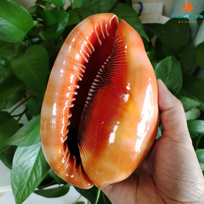 12-17CM Natural Orange Sea Shells Snail Bulls-mouth Helmet Conch Home Decor Beach Decorations Collectibles Aquarium Landscape 240907