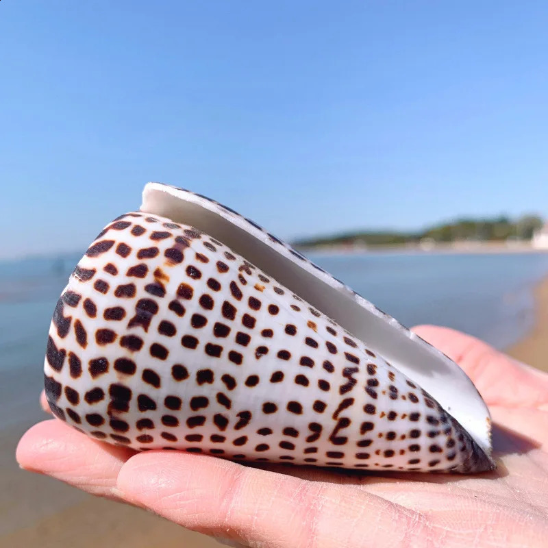 Natural Leopard Cone Big Alaphbet Cone Shell Lithoconus leopardus Real Black Spot Shape Sea Shells for Nautical Home Decoration 240907