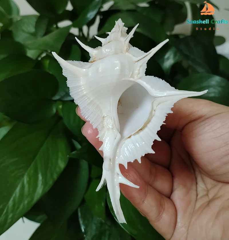 Murex Alabaster Seashell Rare White Pterynotus Alatus Shell Ocean Conch Collectors Wedding Decor Beach Theme Party DIY Crafts 240907
