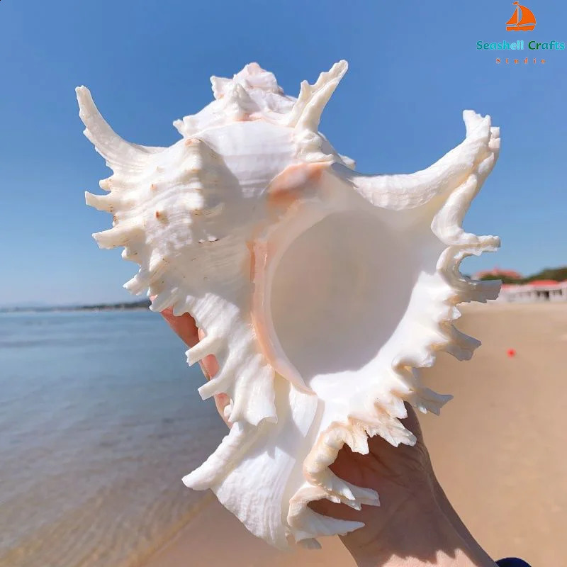 16-23CM Natural Large Conch Shell Kirin Snail Murex Ramosus Shell Collection Gift African Turban Seashell Coral Conch Home Decor 240907