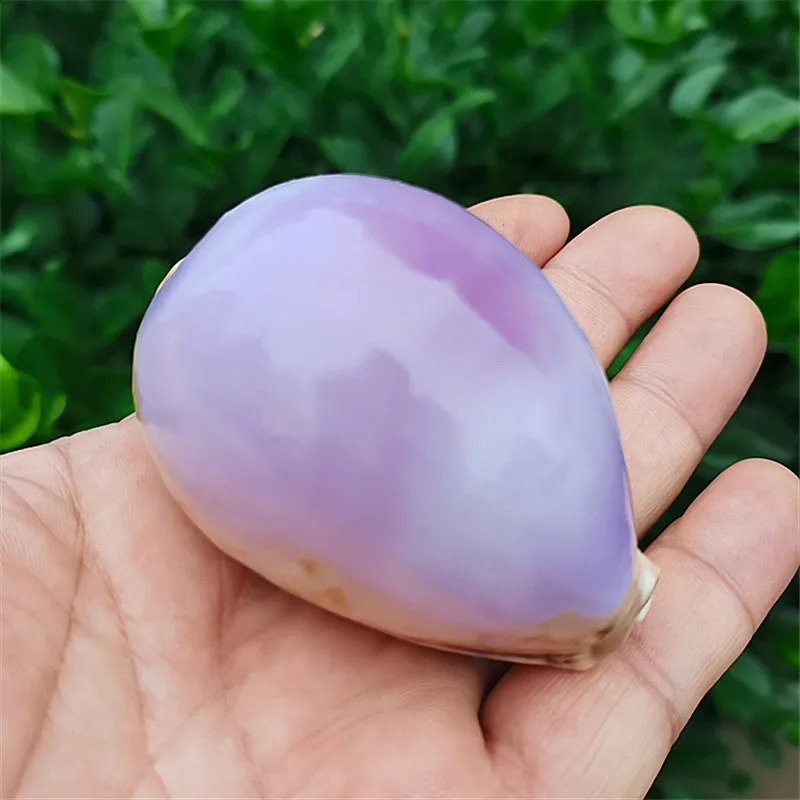 6-7CM Purple Carnelian Cowry Sea Shells Natural Lyncina Carneola DIY Crafts Snail Gift Beach Wedding Decor Ocean Jewelry Coastal 240907