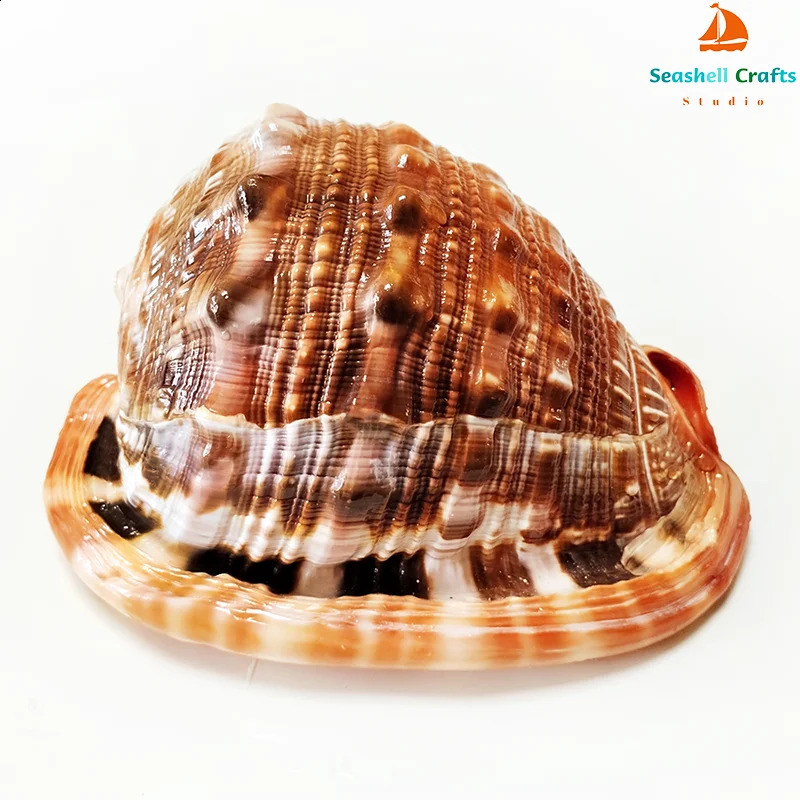 12-17CM Natural Orange Sea Shells Snail Bulls-mouth Helmet Conch Home Decor Beach Decorations Collectibles Aquarium Landscape 240907