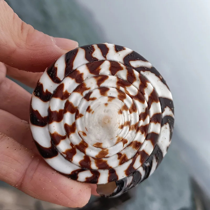Natural Leopard Cone Big Alaphbet Cone Shell Lithoconus leopardus Real Black Spot Shape Sea Shells for Nautical Home Decoration 240907