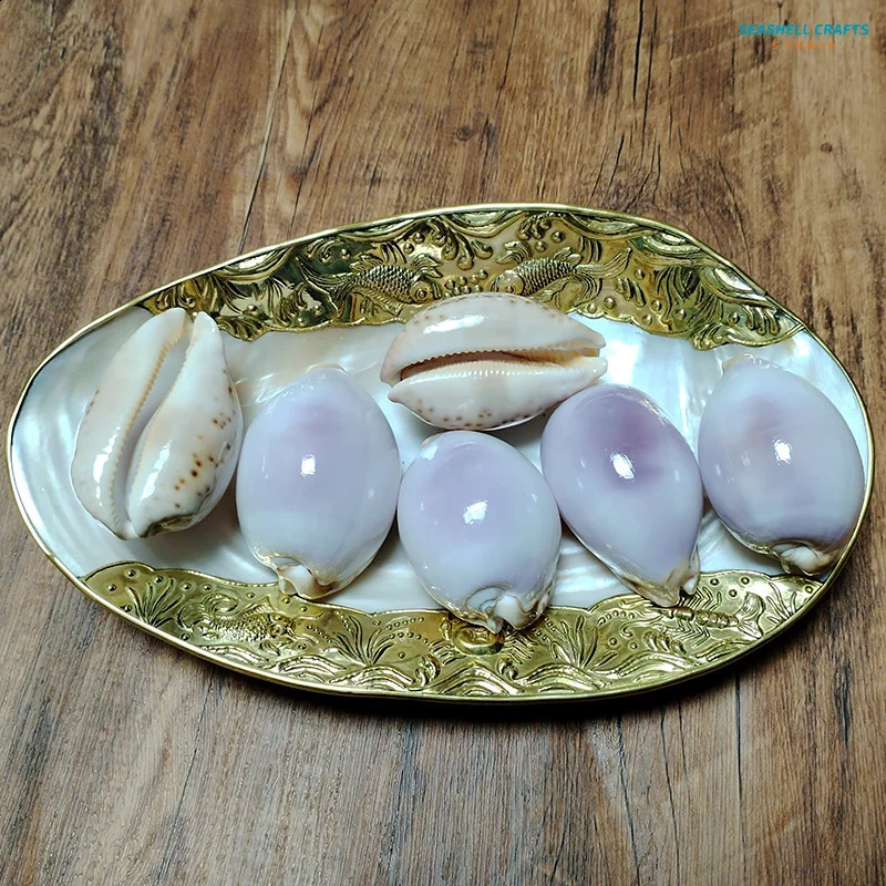6-7CM Purple Carnelian Cowry Sea Shells Natural Lyncina Carneola DIY Crafts Snail Gift Beach Wedding Decor Ocean Jewelry Coastal 240907
