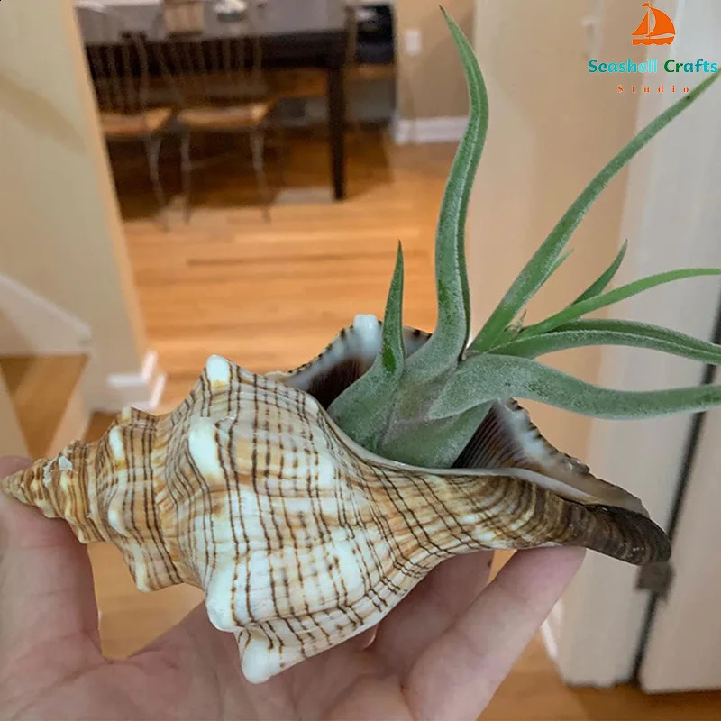 Natural Winding Shells Trapezium Horse Conch Decor Fish Tank Aquarium Wedding Decoration Micro-landscape Specimens Crafts Beach 240907