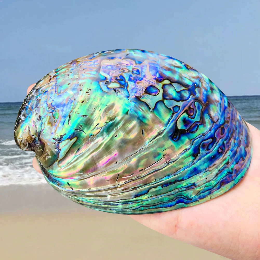 11-13CM Polished Natural Paua Abalone Shell Sage Smudge Kit with Tripod Stand Sustainably Collected - for Smudging Home Decor 240907