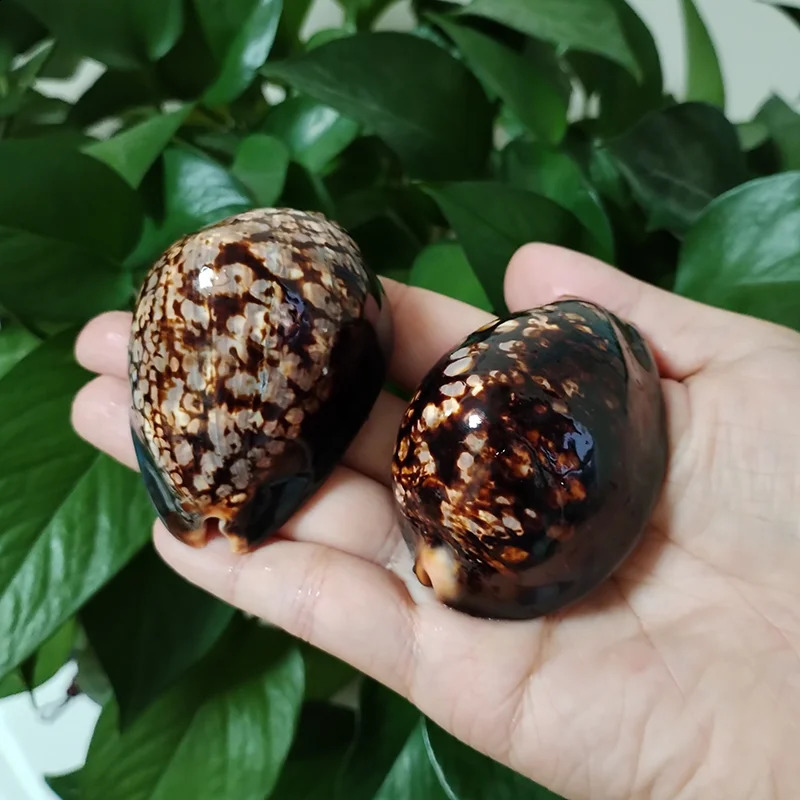 Set of 2 Humpback Cowrie Seashells Natural Polished Cypraea Mauritiana Chocolate Shell Beach Decor Coastal Cottage Kids Crafts 240907