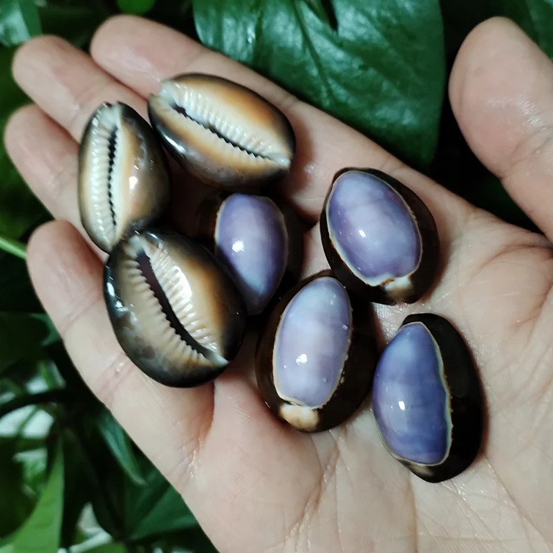 10 Pcs Purple Top Cowrie Shells Natural Purple Caput Seashell Conch Jewelry Pendant Charms Beach DIY Home Decoration Fish Tank 240907