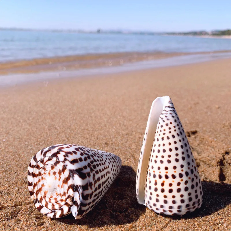 Natural Leopard Cone Big Alaphbet Cone Shell Lithoconus leopardus Real Black Spot Shape Sea Shells for Nautical Home Decoration 240907
