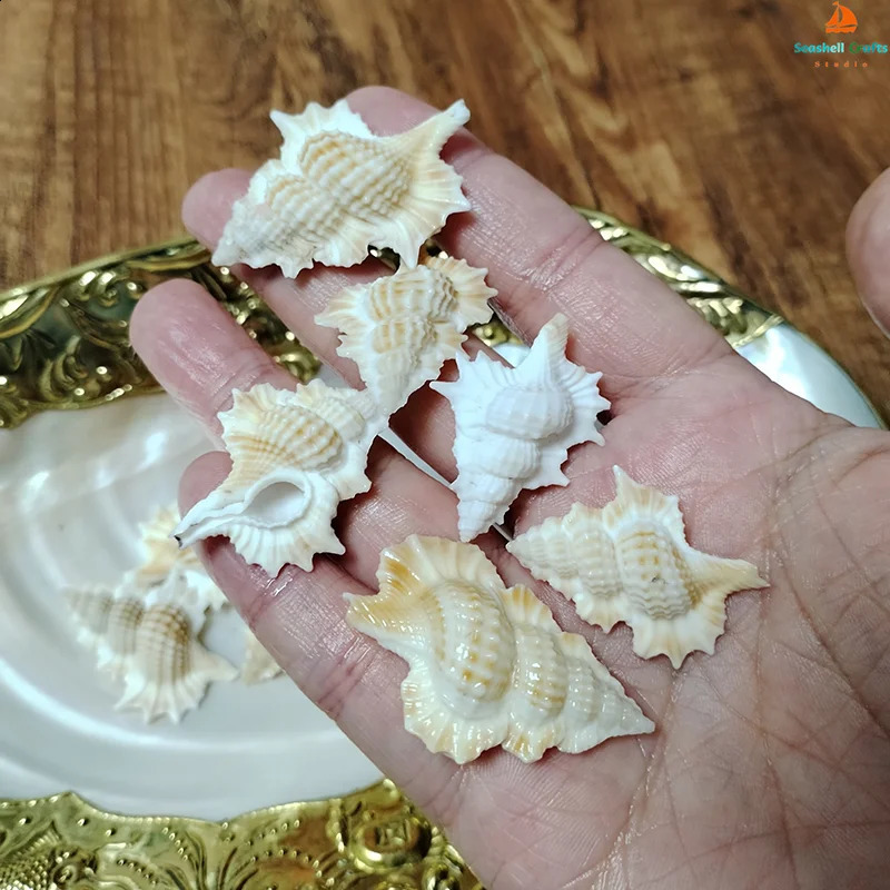 3 PCS Maple Leaf Triton Shells Natural Gyrineum Perca Seashell Conch Collection Fish Tank DIY Decorations Crafts Party Decors 240907