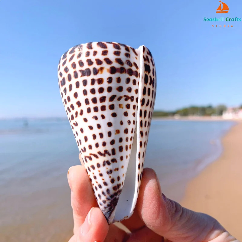 Natural Leopard Cone Big Alaphbet Cone Shell Lithoconus leopardus Real Black Spot Shape Sea Shells for Nautical Home Decoration 240907