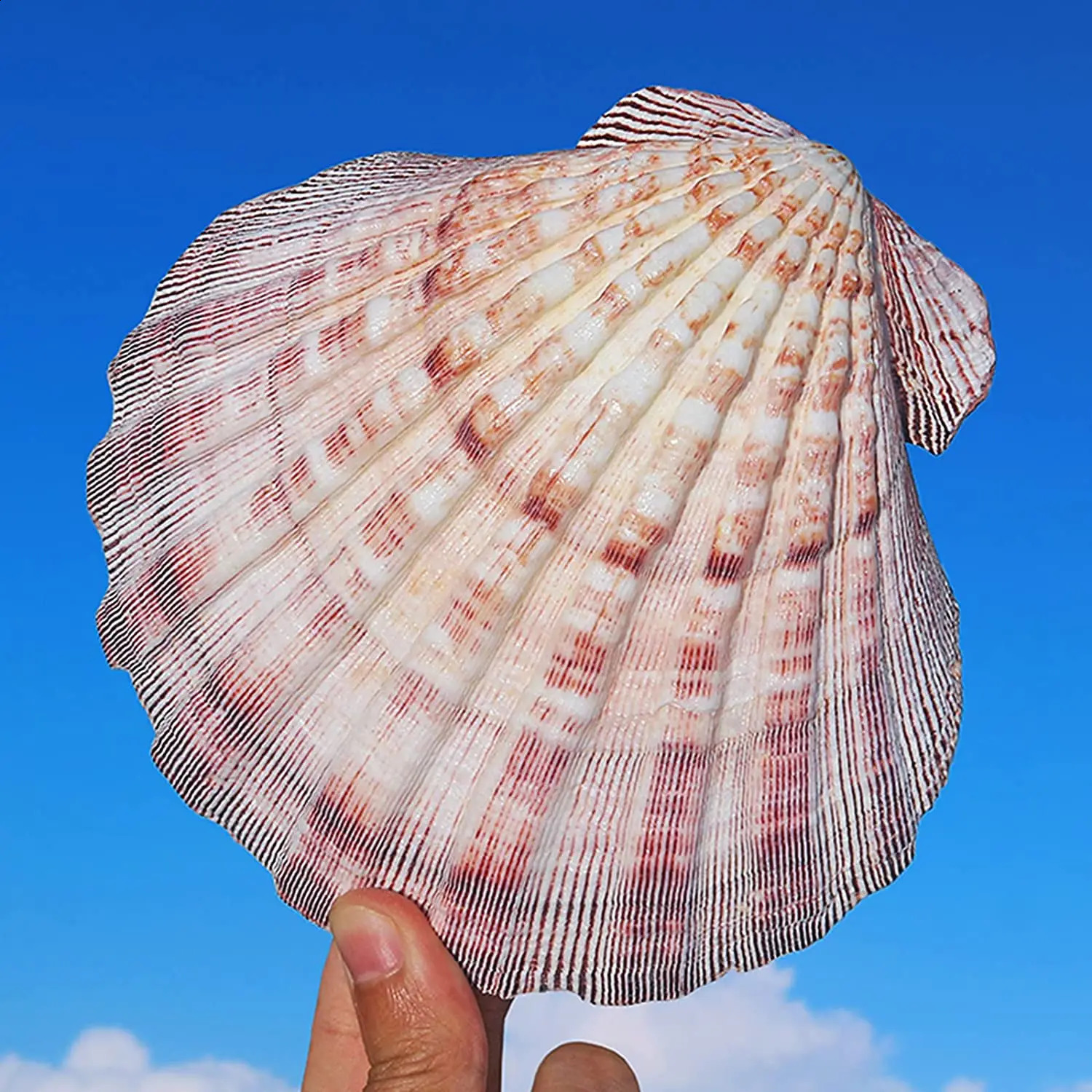 Large Lions Paw Scallop Baking Shells for Crafts DIY Painting Beaching Wedding Decoration Beach Natural Scallop Shells Bulk 240907