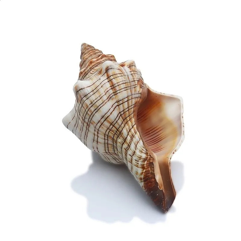 Natural Winding Shells Trapezium Horse Conch Decor Fish Tank Aquarium Wedding Decoration Micro-landscape Specimens Crafts Beach 240907
