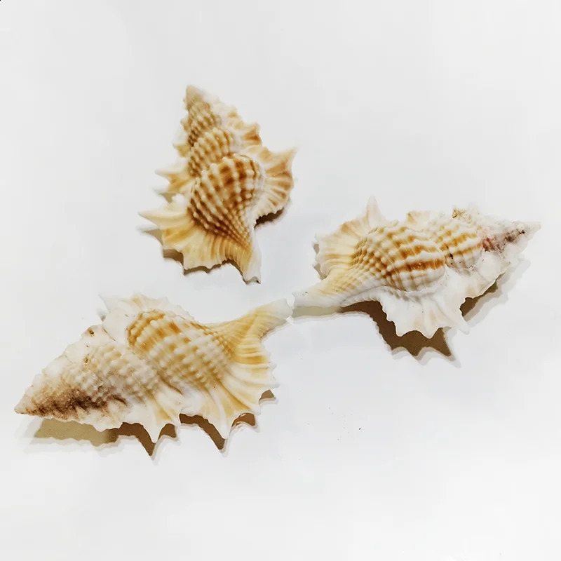 3 PCS Maple Leaf Triton Shells Natural Gyrineum Perca Seashell Conch Collection Fish Tank DIY Decorations Crafts Party Decors 240907