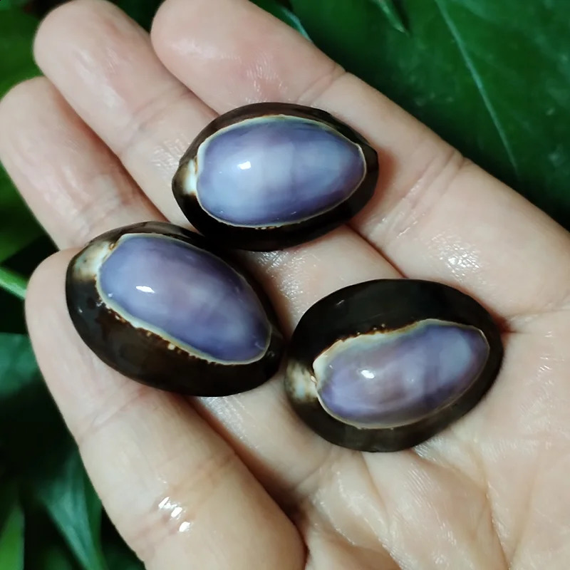 10 Pcs Purple Top Cowrie Shells Natural Purple Caput Seashell Conch Jewelry Pendant Charms Beach DIY Home Decoration Fish Tank 240907