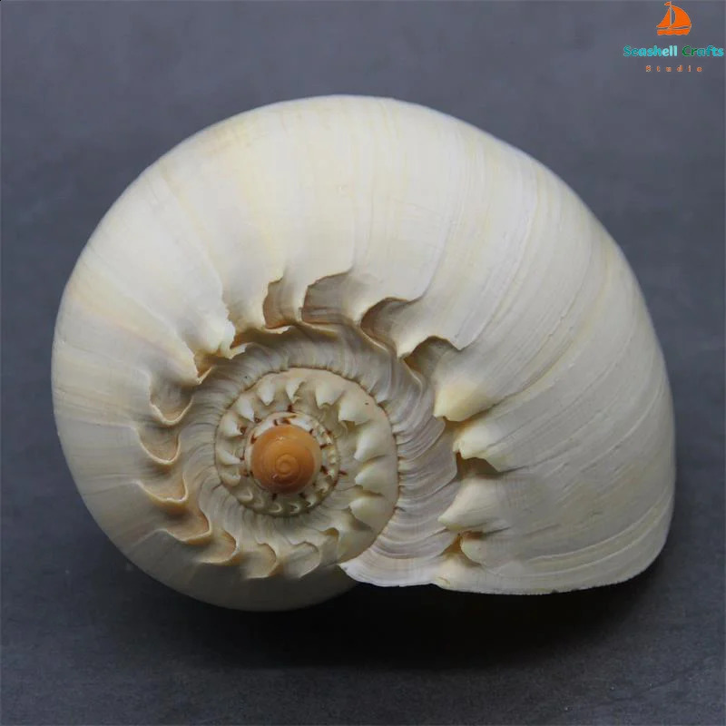 17-22cm Natural Conch Shell Large Yellow Melon Shells Aquarium Decoration Landscaping Succulent Flowerpot Creative Ornaments 240907