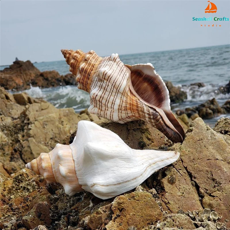 Natural Winding Shells Trapezium Horse Conch Decor Fish Tank Aquarium Wedding Decoration Micro-landscape Specimens Crafts Beach 240907
