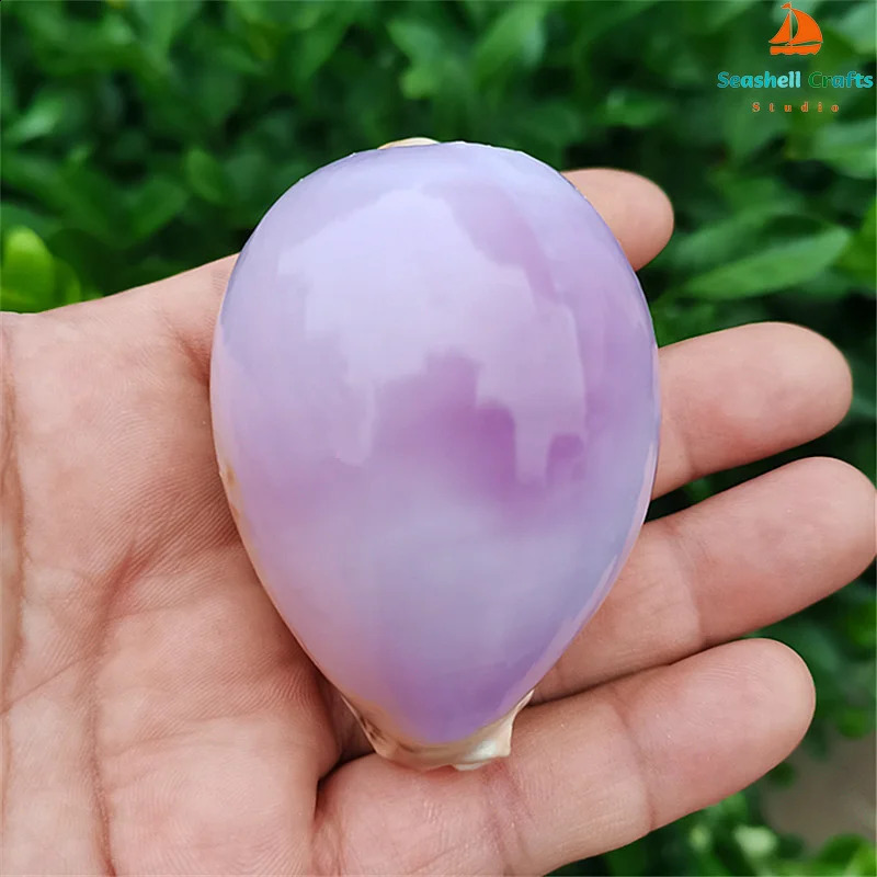 6-7CM Purple Carnelian Cowry Sea Shells Natural Lyncina Carneola DIY Crafts Snail Gift Beach Wedding Decor Ocean Jewelry Coastal 240907