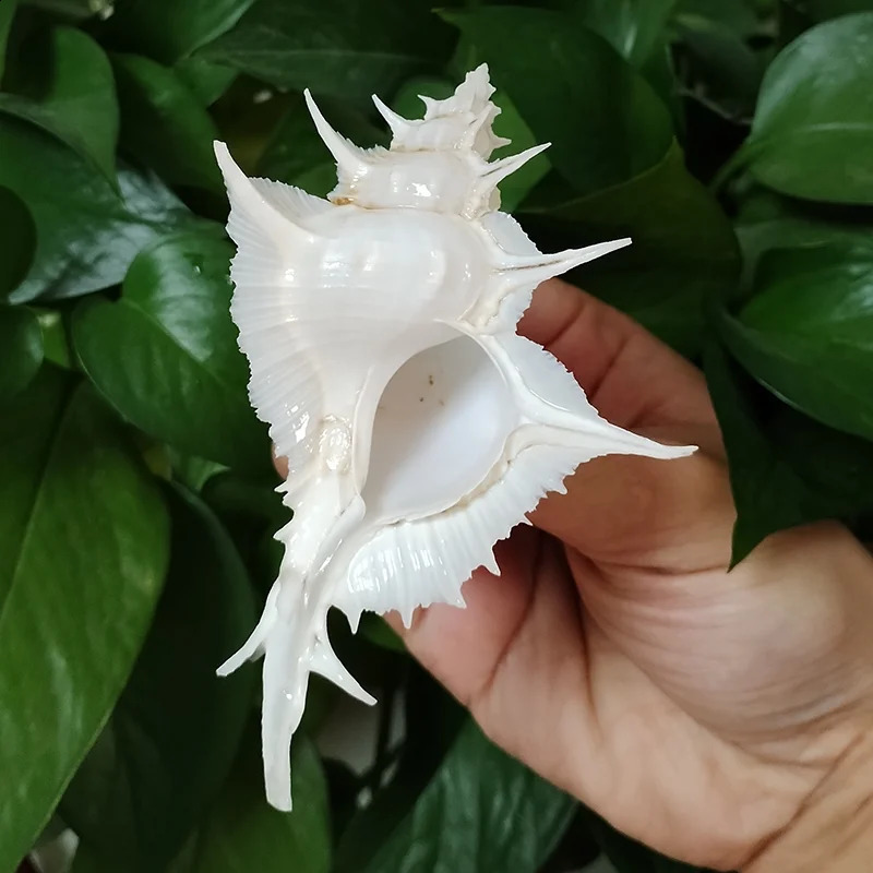 Murex Alabaster Seashell Rare White Pterynotus Alatus Shell Ocean Conch Collectors Wedding Decor Beach Theme Party DIY Crafts 240907