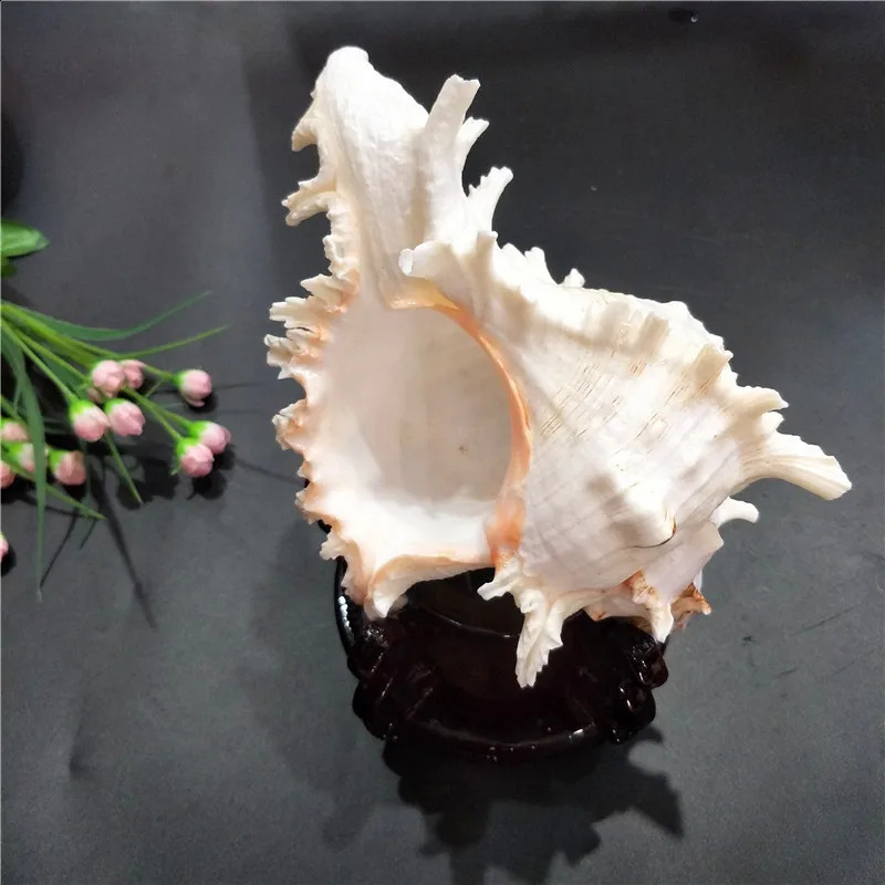16-23CM Natural Large Conch Shell Kirin Snail Murex Ramosus Shell Collection Gift African Turban Seashell Coral Conch Home Decor 240907