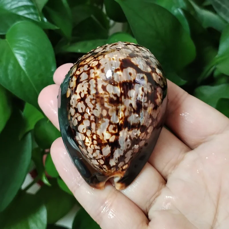 Set of 2 Humpback Cowrie Seashells Natural Polished Cypraea Mauritiana Chocolate Shell Beach Decor Coastal Cottage Kids Crafts 240907