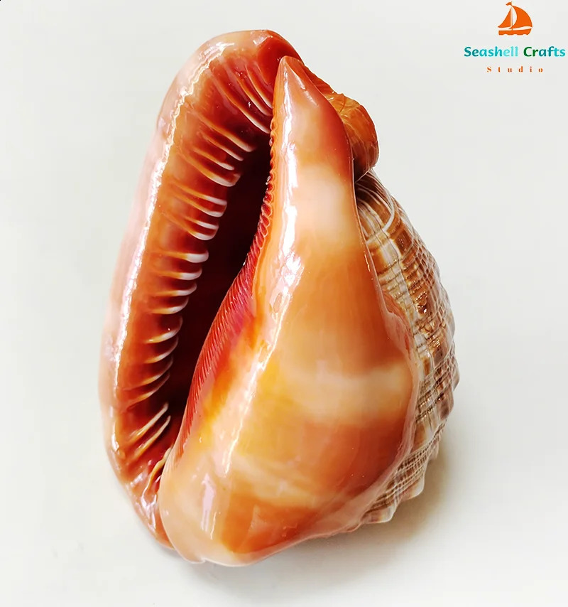 12-17CM Natural Orange Sea Shells Snail Bulls-mouth Helmet Conch Home Decor Beach Decorations Collectibles Aquarium Landscape 240907