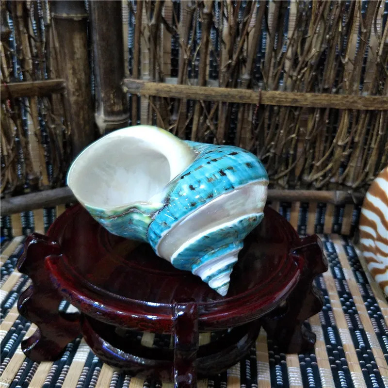 9-11cm Natural Large Hermit Crab Shells Real Banded Green Blue Gade Turbo Collection Coastal Home Decor Accent and Vase Filler 240907