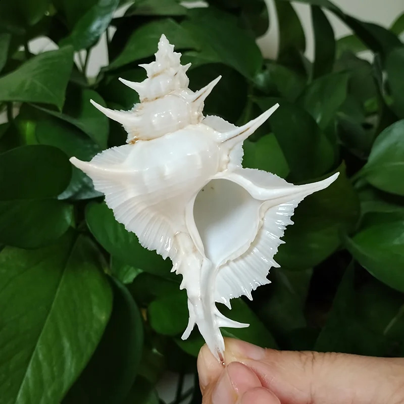 Murex Alabaster Seashell Rare White Pterynotus Alatus Shell Ocean Conch Collectors Wedding Decor Beach Theme Party DIY Crafts 240907
