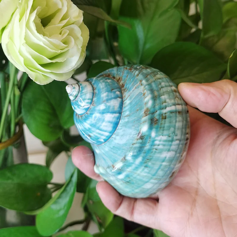 9-11cm Natural Large Hermit Crab Shells Real Banded Green Blue Gade Turbo Collection Coastal Home Decor Accent and Vase Filler 240907