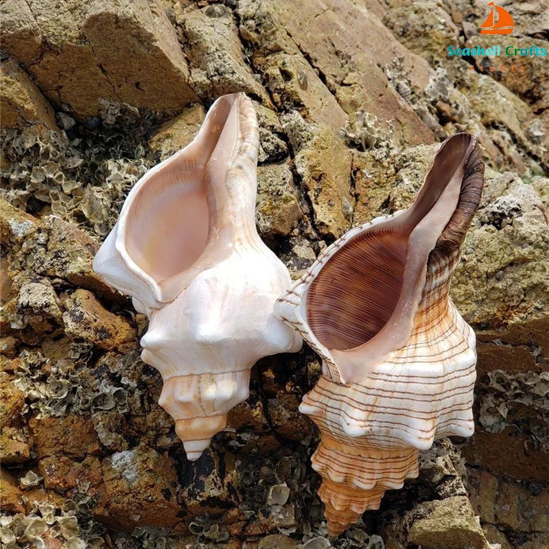 Natural Winding Shells Trapezium Horse Conch Decor Fish Tank Aquarium Wedding Decoration Micro-landscape Specimens Crafts Beach 240907