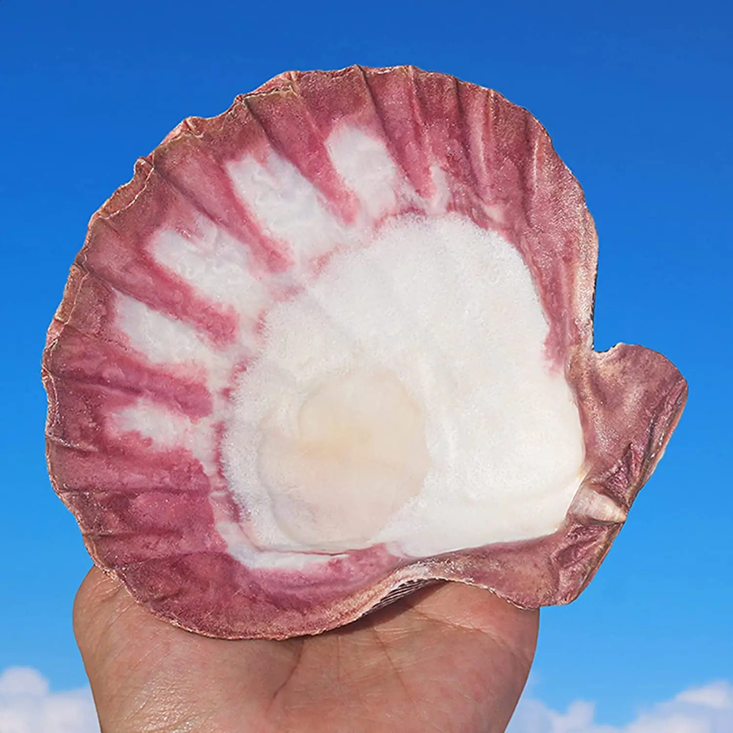 Large Lions Paw Scallop Baking Shells for Crafts DIY Painting Beaching Wedding Decoration Beach Natural Scallop Shells Bulk 240907