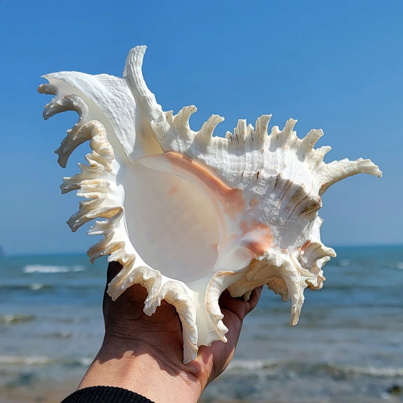 16-23CM Natural Large Conch Shell Kirin Snail Murex Ramosus Shell Collection Gift African Turban Seashell Coral Conch Home Decor 240907