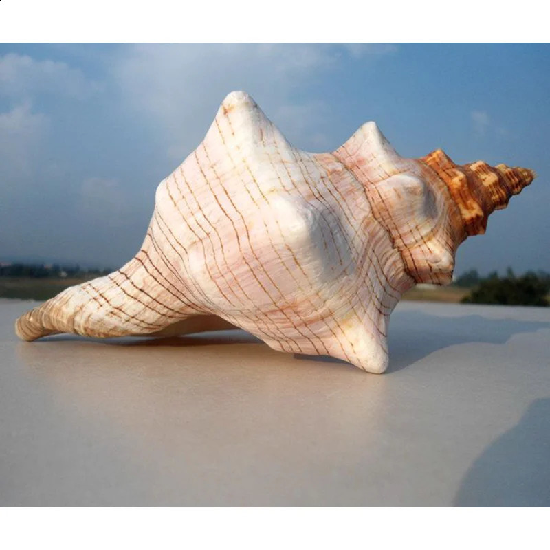 Natural Winding Shells Trapezium Horse Conch Decor Fish Tank Aquarium Wedding Decoration Micro-landscape Specimens Crafts Beach 240907