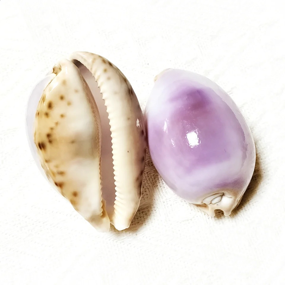 6-7CM Purple Carnelian Cowry Sea Shells Natural Lyncina Carneola DIY Crafts Snail Gift Beach Wedding Decor Ocean Jewelry Coastal 240907