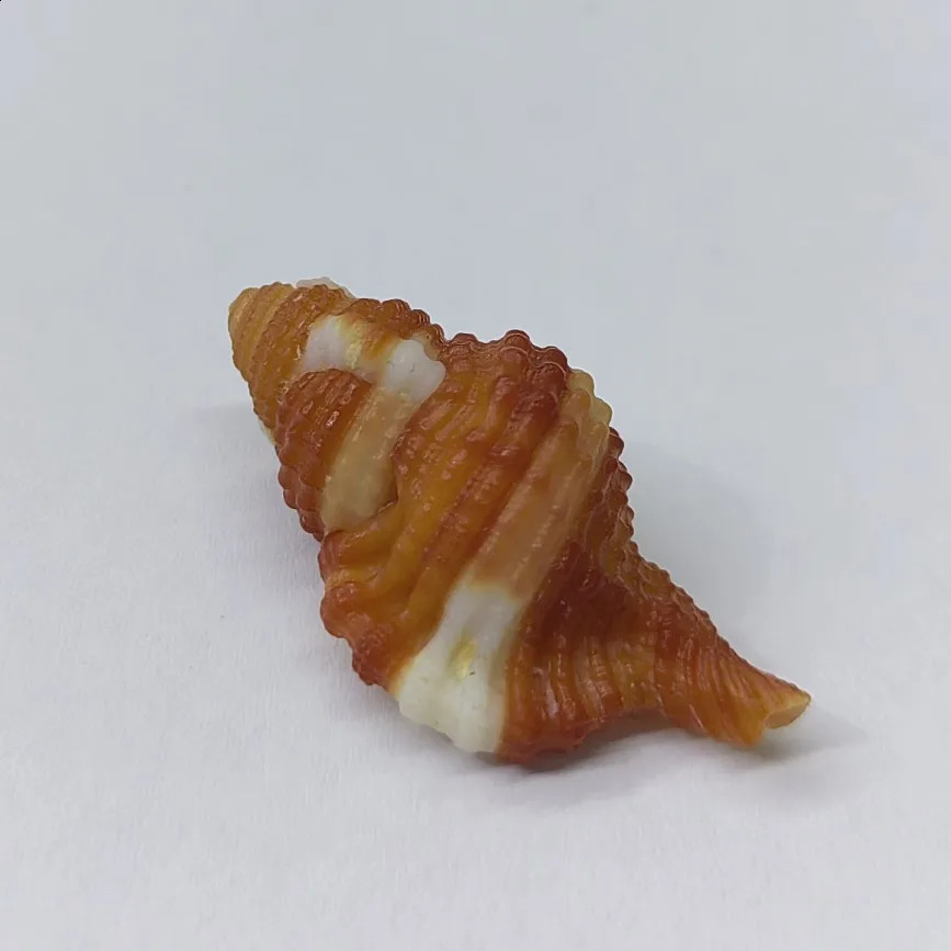 Black-spotted Bath Triton Sea Shell Cymatium Lotorium Natural Yellow-orange Shell Conch Specimen Hermit Crab Shell Replacement 240907