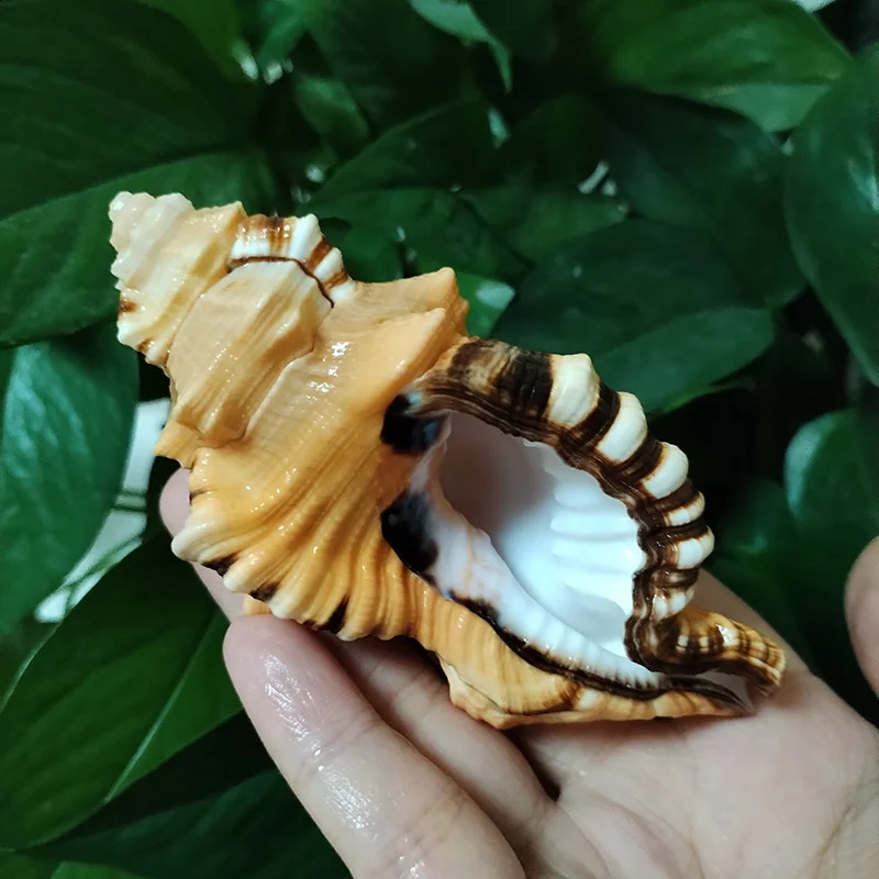 Black-spotted Bath Triton Sea Shell Cymatium Lotorium Natural Yellow-orange Shell Conch Specimen Fish Tank DIY Pography Props 240907