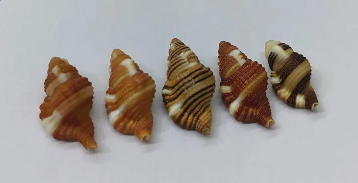 Black-spotted Bath Triton Sea Shell Cymatium Lotorium Natural Yellow-orange Shell Conch Specimen Hermit Crab Shell Replacement 240907