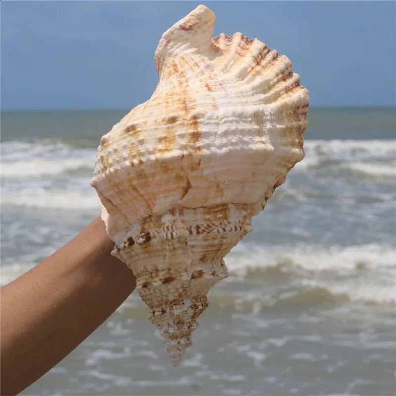 1PC Huge Natural Frog Shell Bursa Bufonia Conch For Home Decoration Wedding Party Decor Gifts Beach Shell Specimen Fish Tank 240907