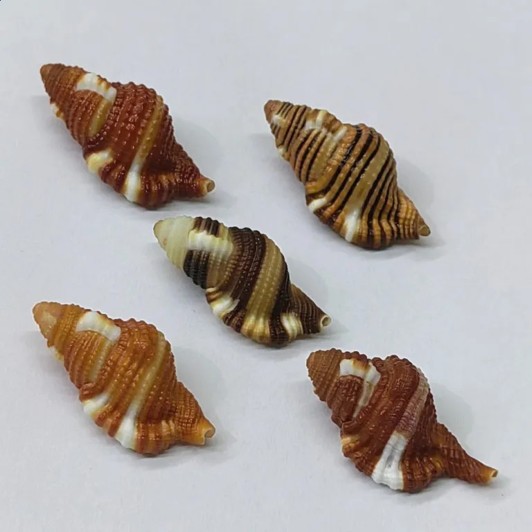 Black-spotted Bath Triton Sea Shell Cymatium Lotorium Natural Yellow-orange Shell Conch Specimen Hermit Crab Shell Replacement 240907