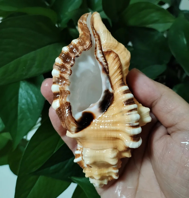 Black-spotted Bath Triton Sea Shell Cymatium Lotorium Natural Yellow-orange Shell Conch Specimen Fish Tank DIY Pography Props 240907