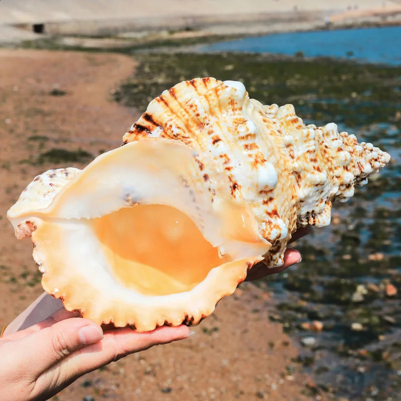 1PC Huge Natural Frog Shell Bursa Bufonia Conch For Home Decoration Wedding Party Decor Gifts Beach Shell Specimen Fish Tank 240907
