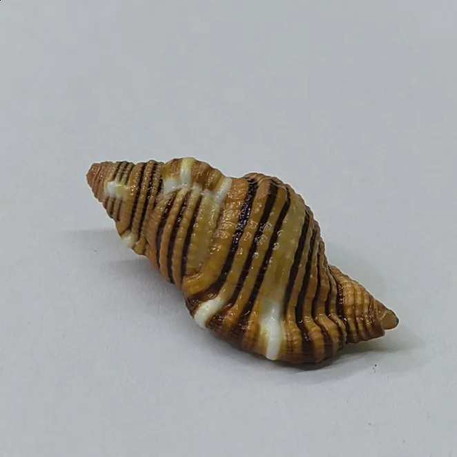 Black-spotted Bath Triton Sea Shell Cymatium Lotorium Natural Yellow-orange Shell Conch Specimen Hermit Crab Shell Replacement 240907