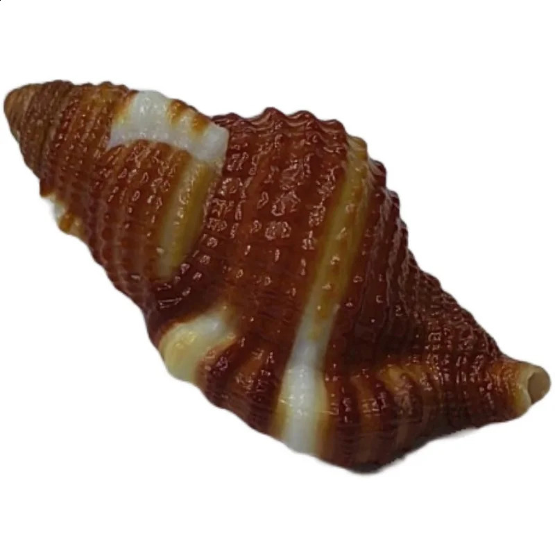 Black-spotted Bath Triton Sea Shell Cymatium Lotorium Natural Yellow-orange Shell Conch Specimen Hermit Crab Shell Replacement 240907