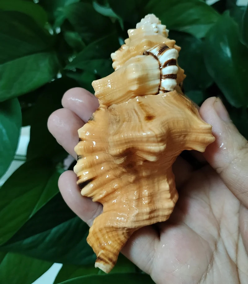 Black-spotted Bath Triton Sea Shell Cymatium Lotorium Natural Yellow-orange Shell Conch Specimen Fish Tank DIY Pography Props 240907